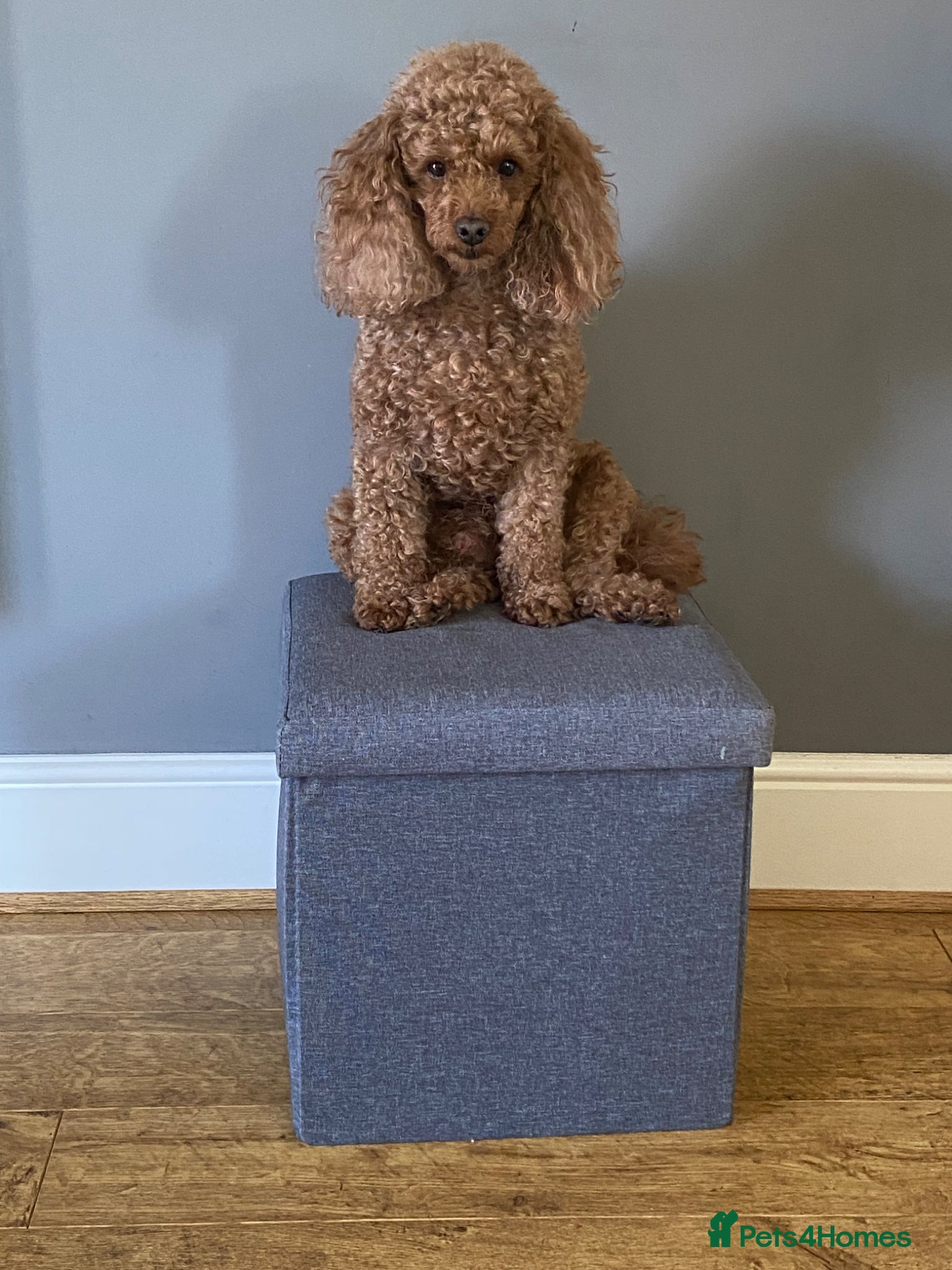 Toy Poodle dogs Proven red toy poodle For stud  ( Health tested )  - Advert 23