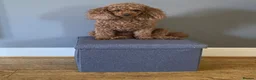 Toy Poodle dogs for stud: Proven red toy poodle For stud  ( Health tested )  - Advert 3