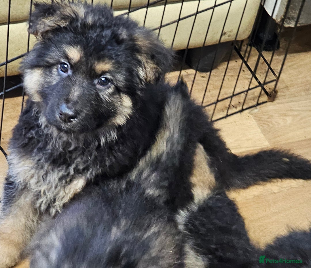 German Shepherd dogs for sale: German Shepherd puppies Kc registered  - Advert 5