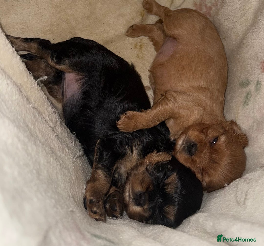 Cavalier King Charles Spaniel dogs for sale: 2 stunning little girls ready next week - Image 3
