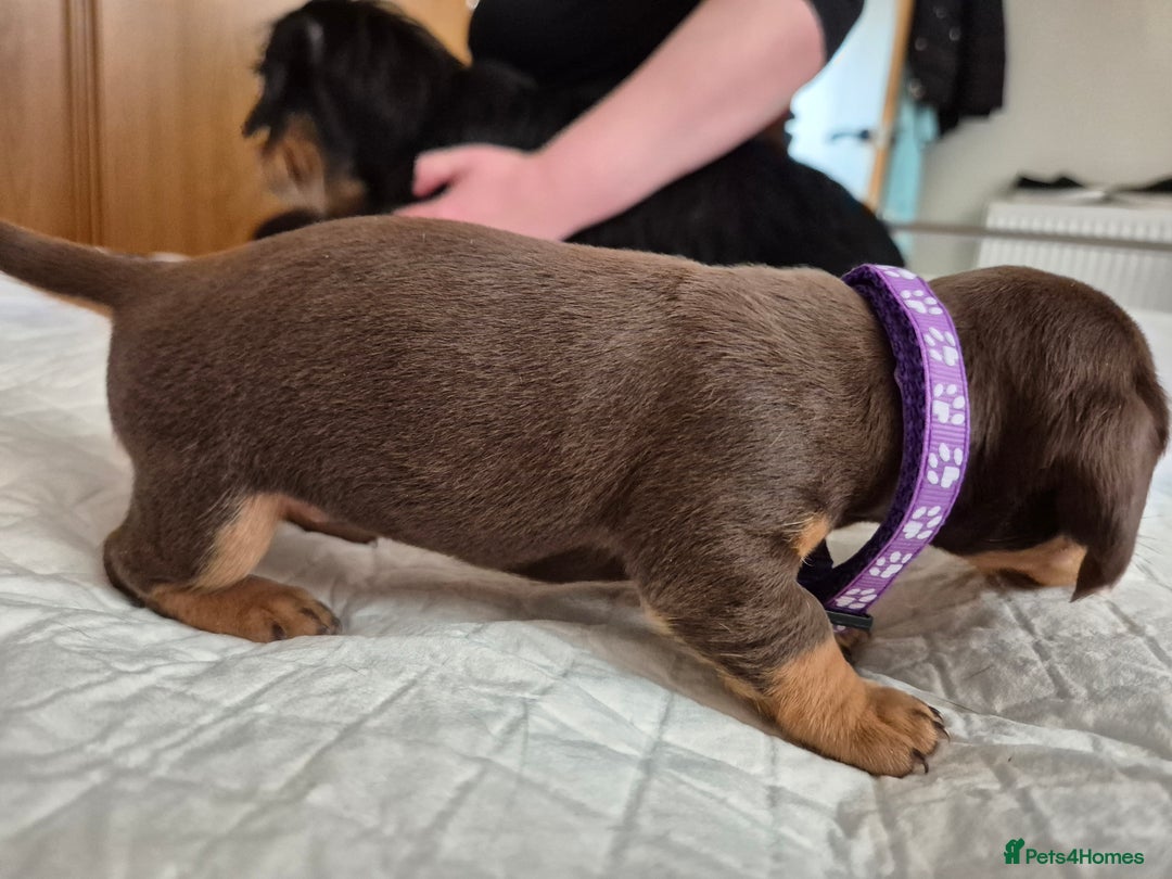 Dachshund dogs for sale: Smooth Haired Dachshund puppies - Advert 8