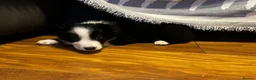 Border Collie dogs for sale: Border Collie Pups ❤️ - Advert 2