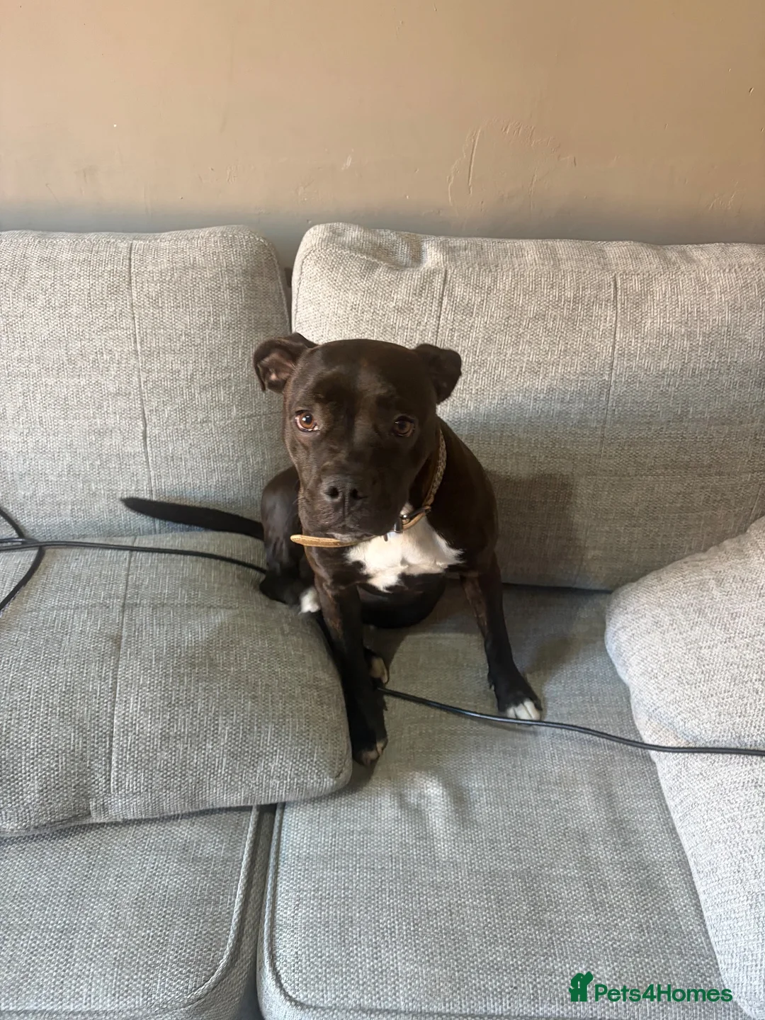 Staffordshire Bull Terrier dogs for sale: 10 month staffy - Advert 4