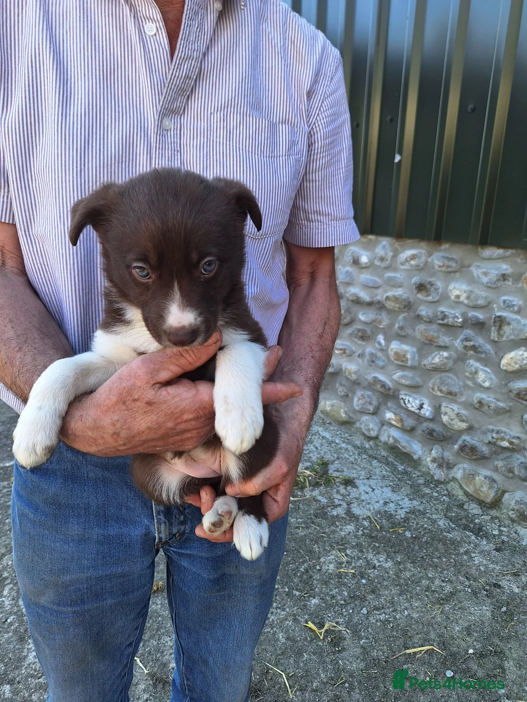 Border Collie dogs for sale: our litter of 6 beautiful border collie pups in Llandovery - Advert 2