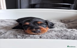 Miniature Dachshund dogs for sale: 🌿🌸🌳KC LONGHAIR MINI DACHSHUND PUPS🌳🌸🌿 - Image 14