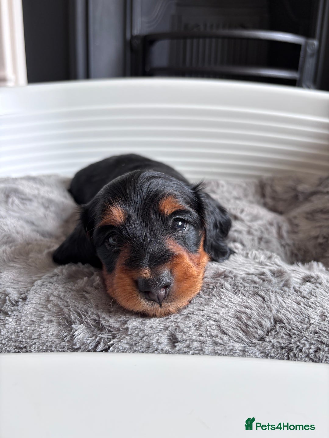 Miniature Dachshund dogs for sale: 🌿🌸🌳KC LONGHAIR MINI DACHSHUND PUPS🌳🌸🌿 - Image 14
