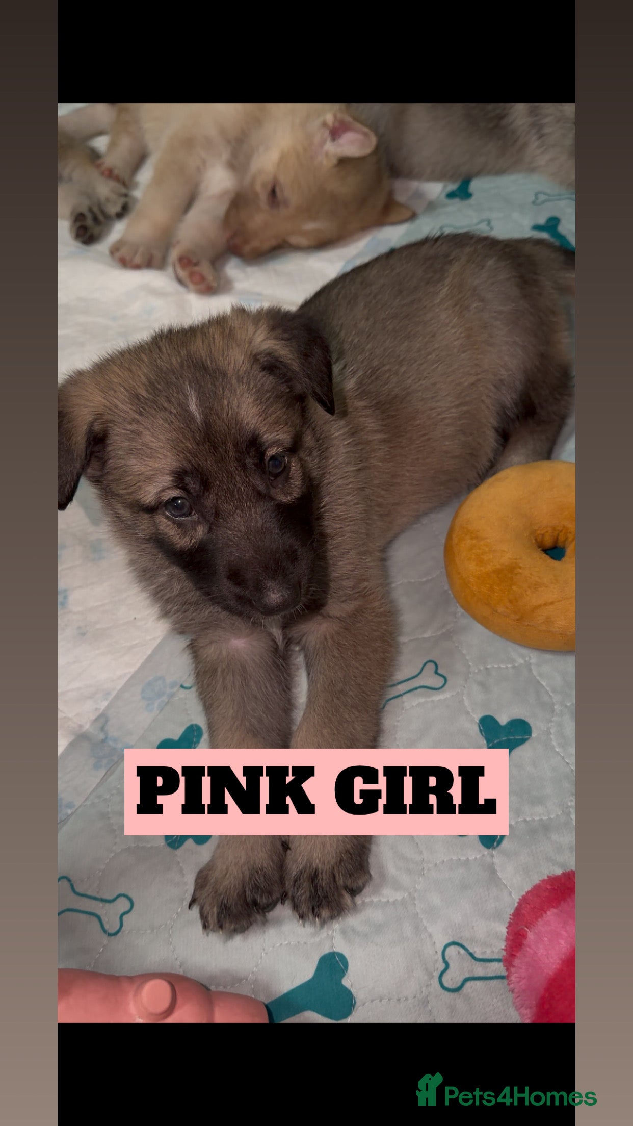 Shepsky dogs German Shepherd cross Husky Puppies - Advert 4