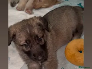 Shepsky dogs German Shepherd cross Husky Puppies - Advert 4