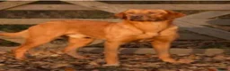 Labrador Retriever dogs for sale: EXCEPTIONAL LABRADOR PUPPIES FROM FTC LINE - Advert 3