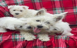 West Highland Terrier dogs for sale: Traditional west Highland terrier puppies  - Image 5