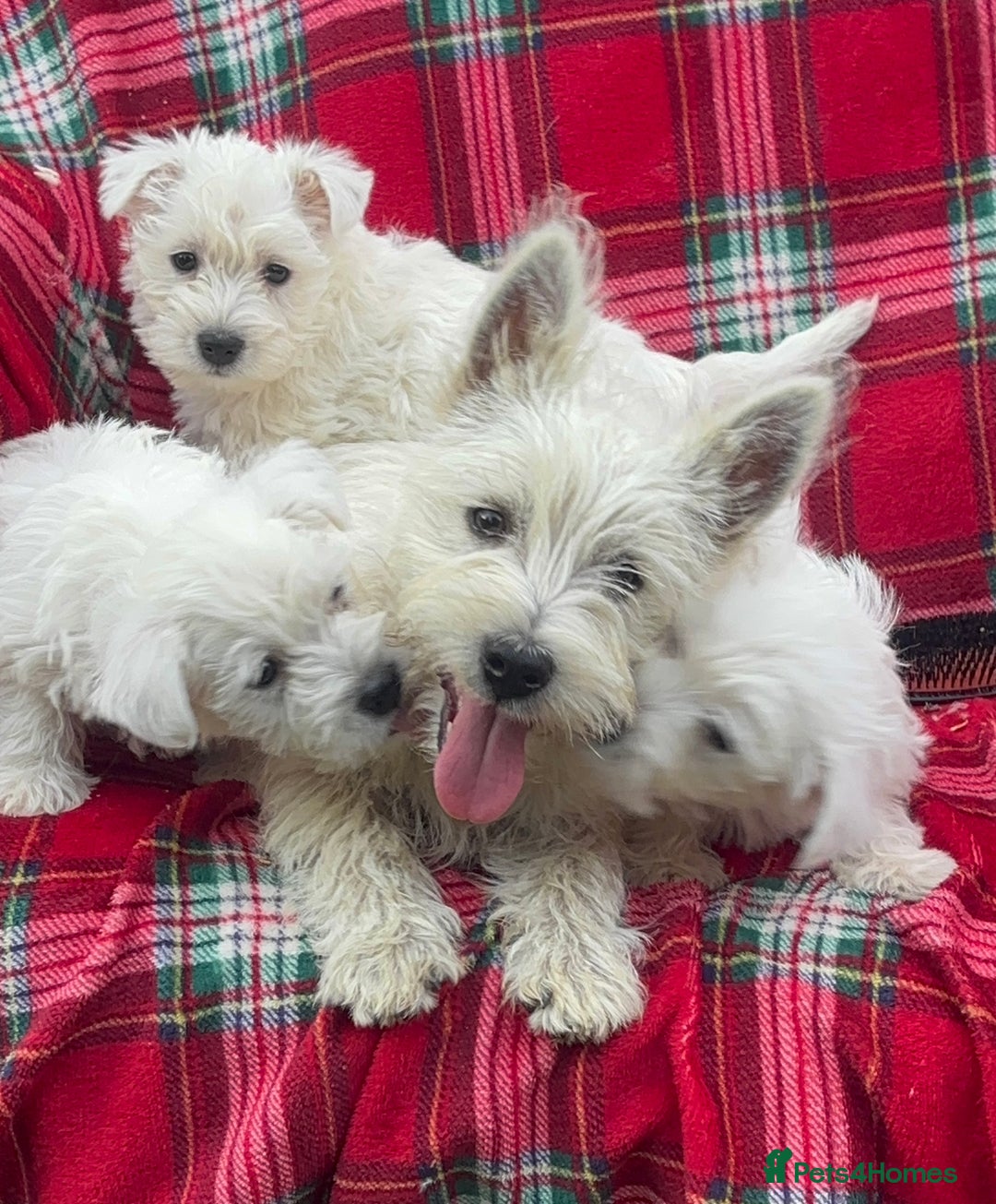 West Highland Terrier dogs for sale: Traditional west Highland terrier puppies  - Image 5
