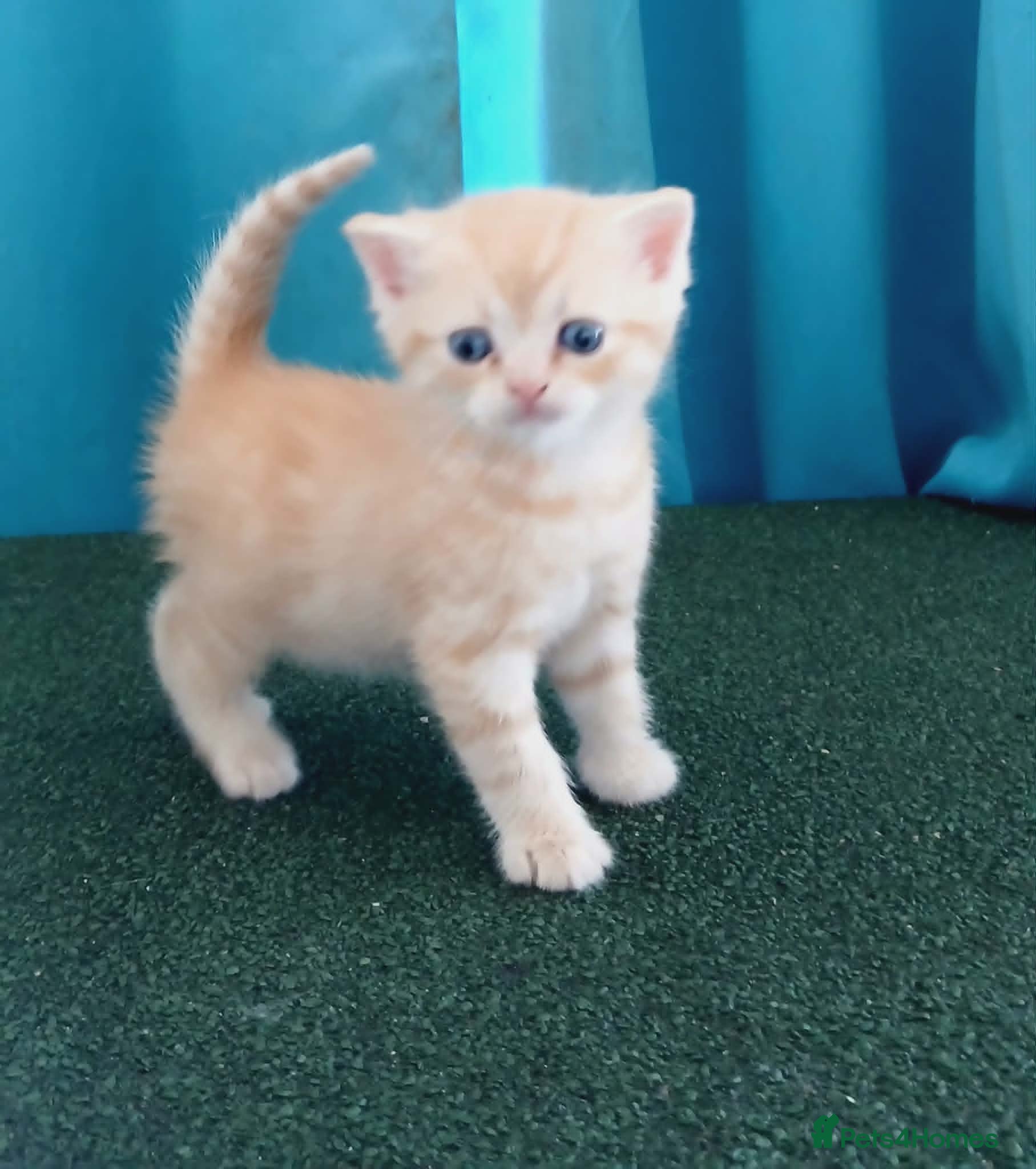 Mixed Breed cats Mixed breed kittens . - Advert 1