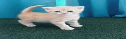 Mixed Breed cats for sale: Mixed breed kittens . - Advert 1