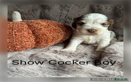 Cocker Spaniel dogs for sale: KC Health Tested Show Cocker Spaniels  - Image 2