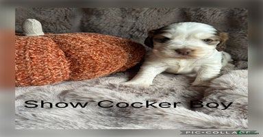 Cocker Spaniel dogs - Advert 7