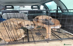 Mixed Breed dogs for adoption: TINA, a Lovely Puppy Girl - for a Loving Home - Image 23