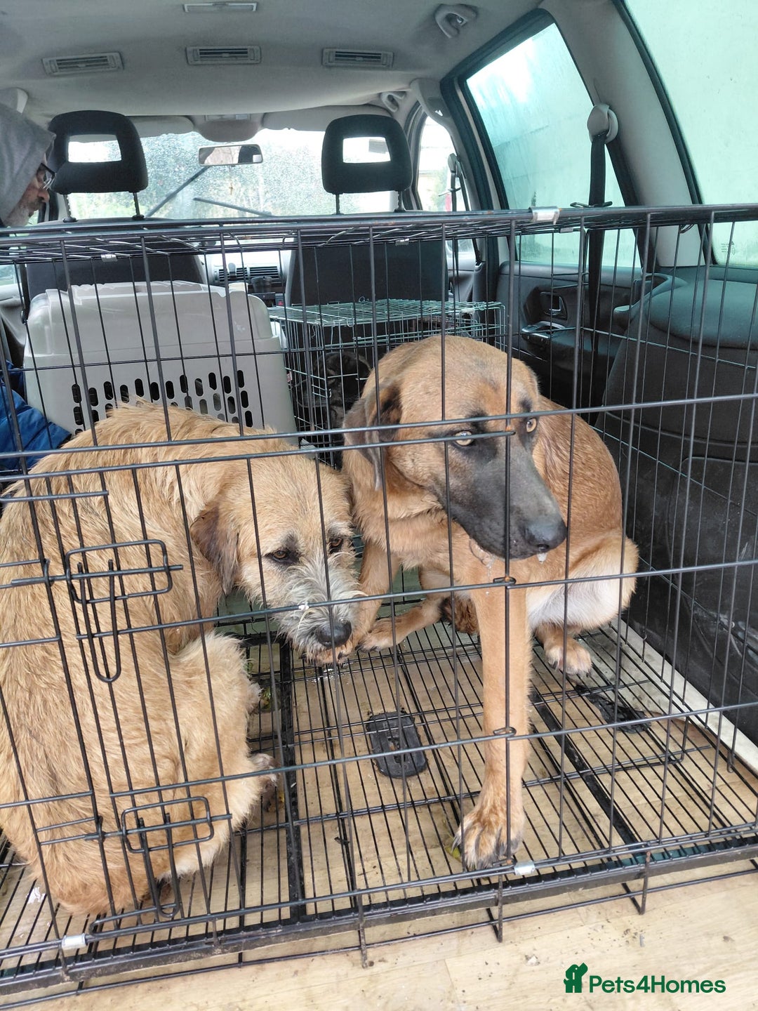 Mixed Breed dogs for adoption: TINA, a Lovely Puppy Girl - for a Loving Home - Image 23