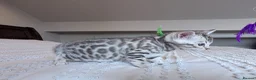 Bengal cats for sale: 🖤🩶🤍 Stunning Bengal Kittens 🤍🩶🖤 - Advert 15