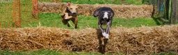 Whippet dogs for sale: Superb Quality KC Whippet Puppies in Ferryhill - Advert 3