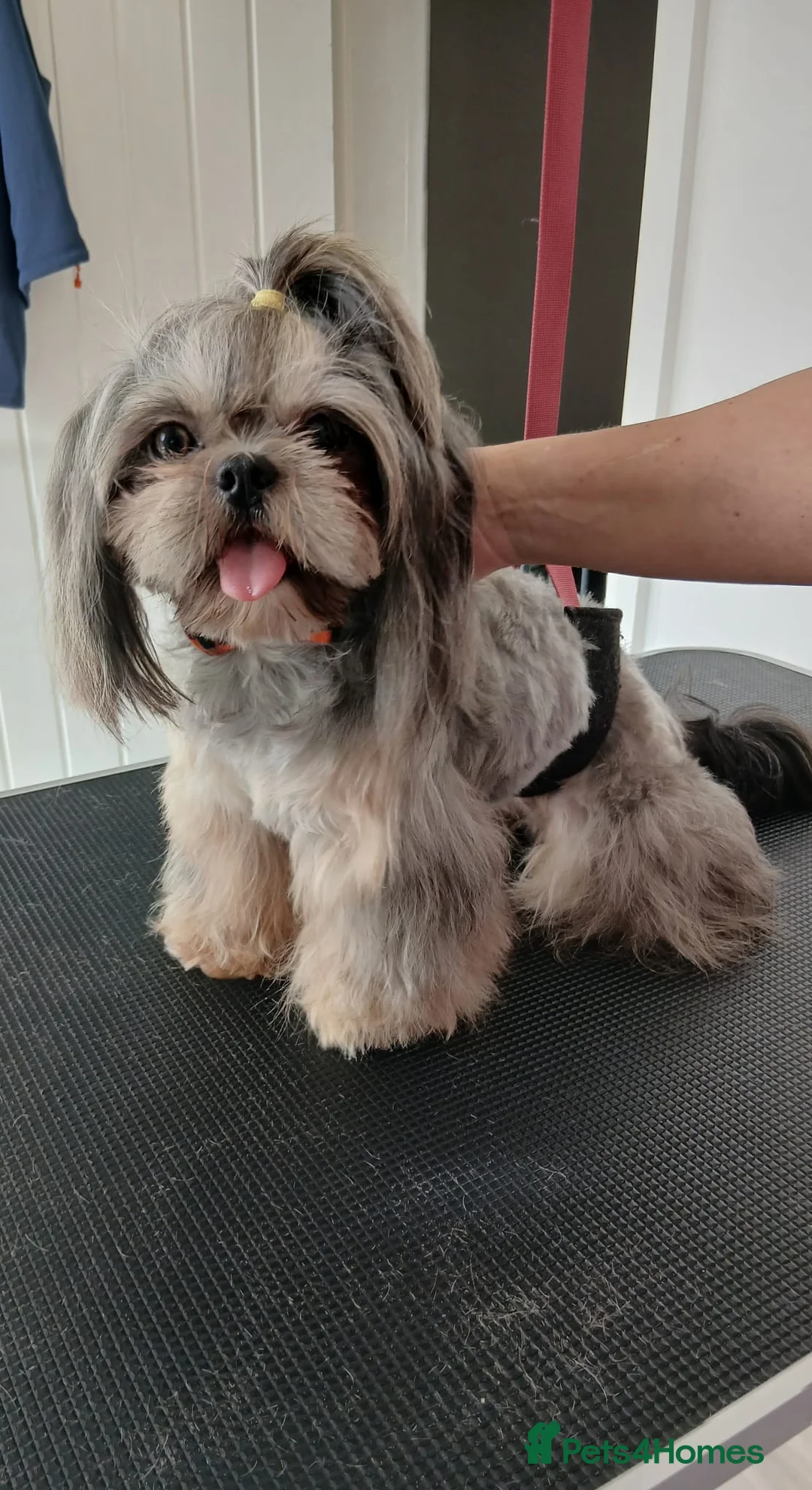 Shih Tzu dogs for stud: 💙 MR MOGWAI Blue Dobbie Karashishi Imperial 💙 - Advert 15