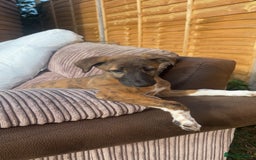 Lurcher dogs for sale: Beautiful lurcher puppies - Image 6