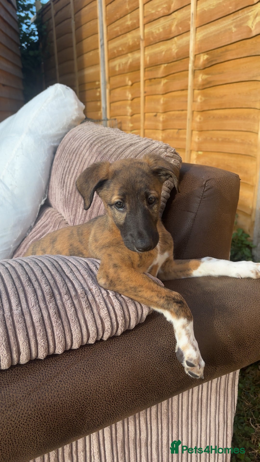 Lurcher dogs for sale: Beautiful lurcher puppies - Image 6