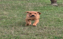 Labrador Retriever dogs for sale: KC Registered Fox Red Labrador Puppies - Image 21