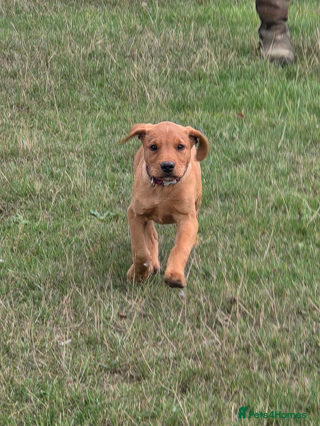 Labrador Retriever dogs for sale: KC Registered Fox Red Labrador Puppies - Image 21