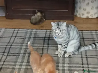 Mixed Breed cats 5 Beautiful kittens ready now - Advert 1