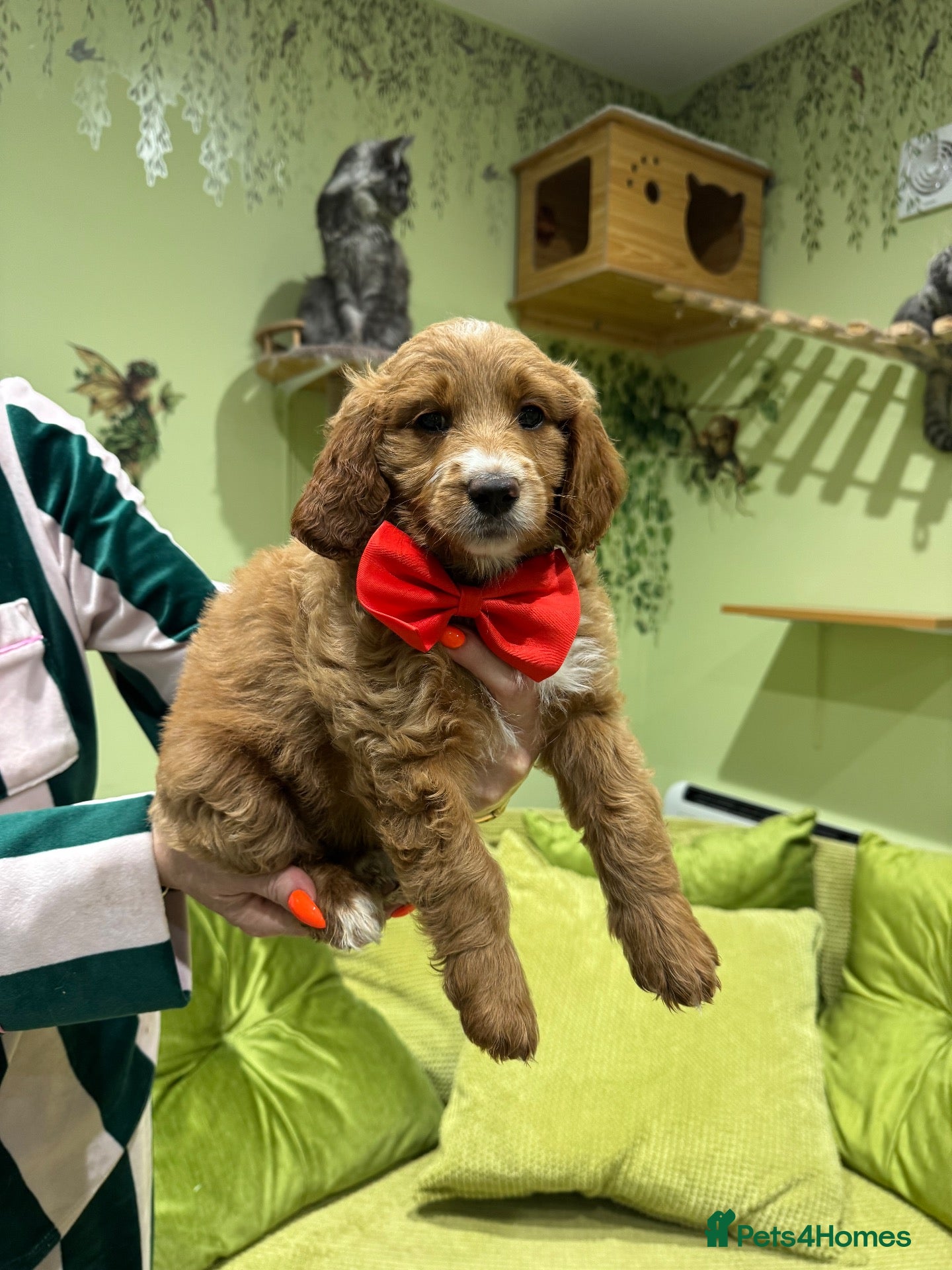 Goldendoodle dogs Golden doodles F2b  - Advert 9