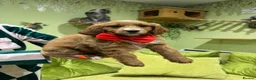 Goldendoodle dogs for sale: Golden doodles F2b L@@k reduced!!  - Advert 1