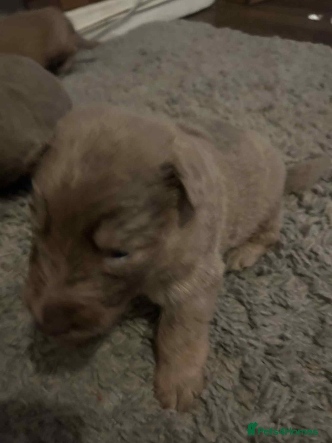 German Shepherd dogs for sale: Very rare Isabella German Shepherd pups - Image 5