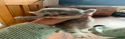 Persian cats for sale: Gorgeous persian kittens - Advert 15