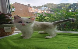 Ragdoll cats for sale: Ragdoll/Siamese Beautifull kitten +chip - Image 11
