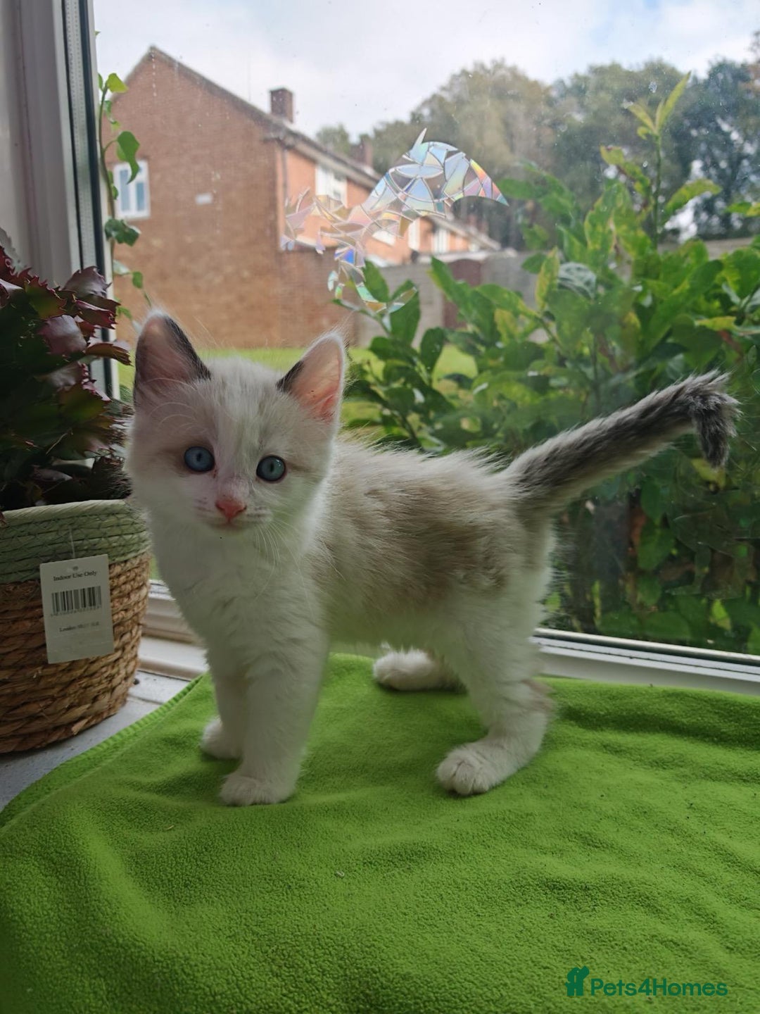 Ragdoll cats for sale: Ragdoll/Siamese Beautifull kitten +chip - Image 11