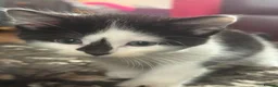Mixed Breed cats for sale: Adorable playful kittens  - Advert 6