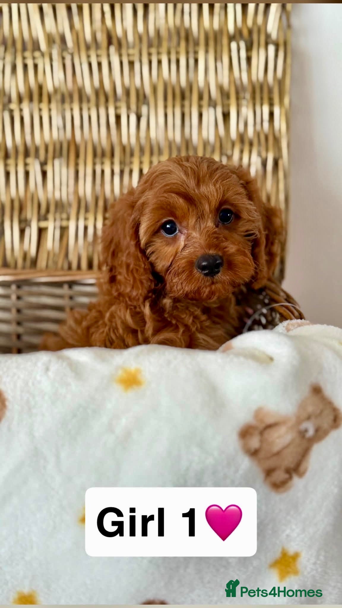 Cavapoo dogs Stunning quality cavapoo pups - Advert 1