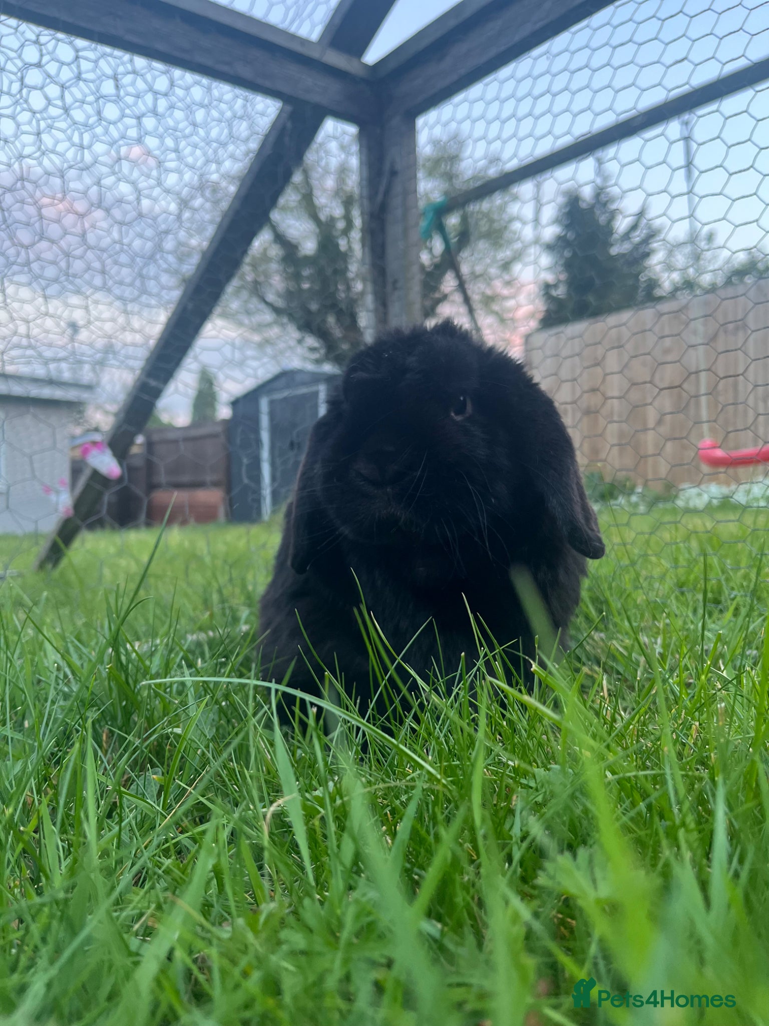 Dwarf Lop rabbits Black male dwarf lop rabbit - Advert 16
