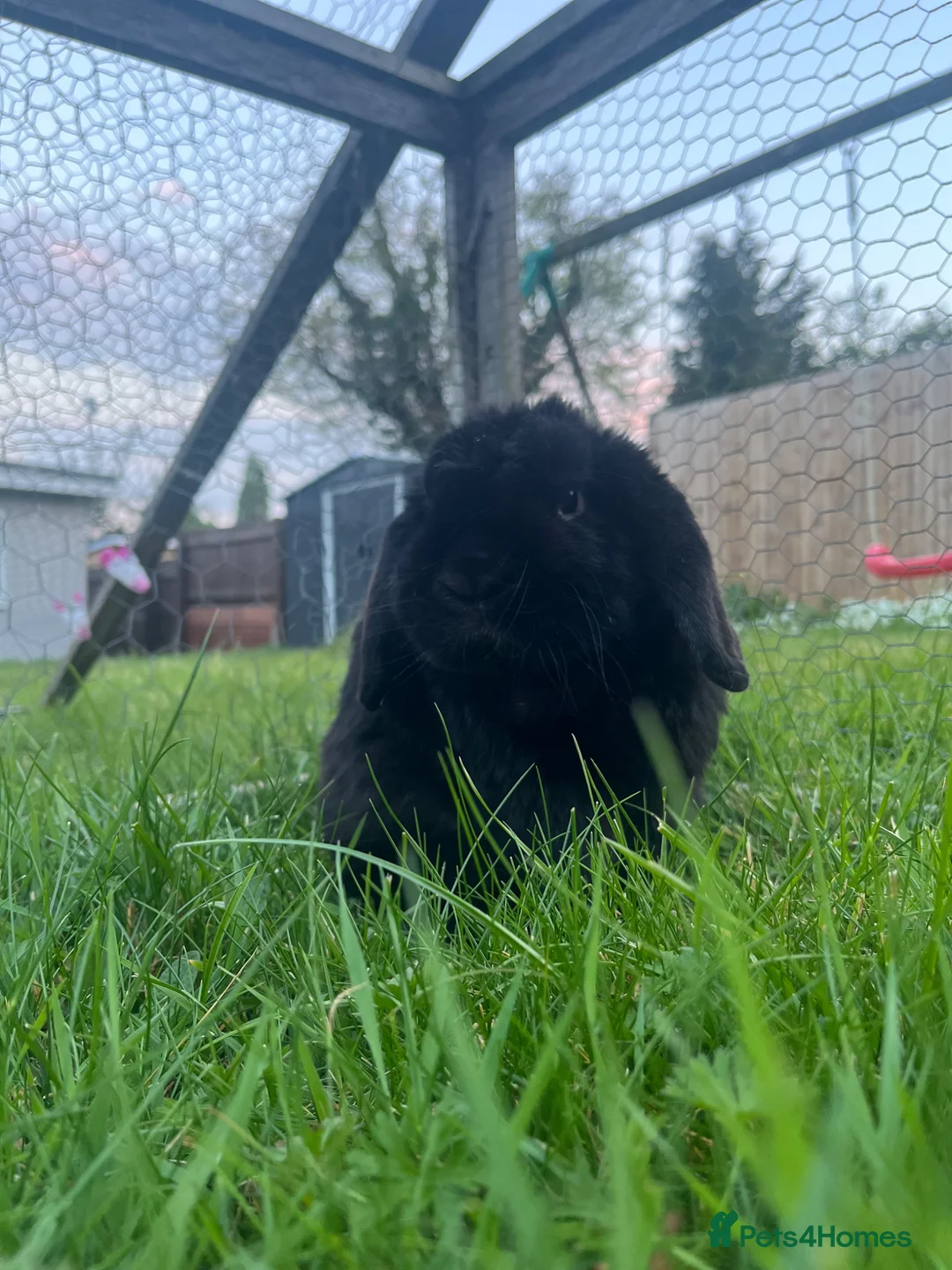 Dwarf Lop rabbits for sale: Black male dwarf lop rabbit in Reading - Advert 1