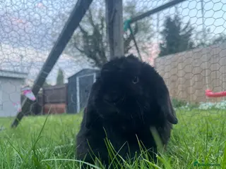 Dwarf Lop rabbits Black male dwarf lop rabbit - Advert 16