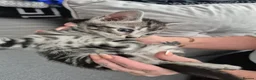 Mixed Breed cats for sale: Mixed bengal kittens - Advert 10