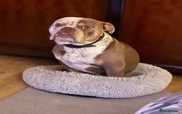 Dorset Olde Tyme Bulldogge dogs for stud: Brock - Image 5