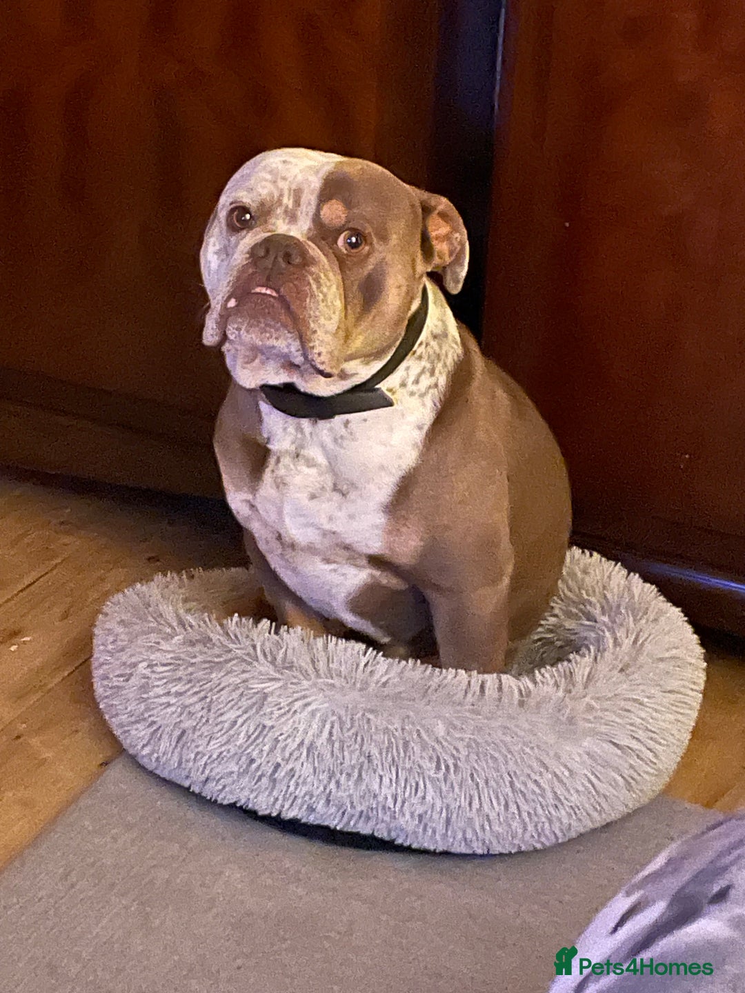 Dorset Olde Tyme Bulldogge dogs for stud: Brock - Image 5