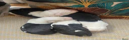 Old English Sheepdog dogs for sale: Kc Registered Old English Sheepdogs  - Advert 28