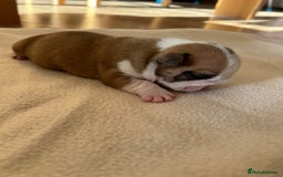 English Bulldog dogs for sale: English bulldogs - Advert 19