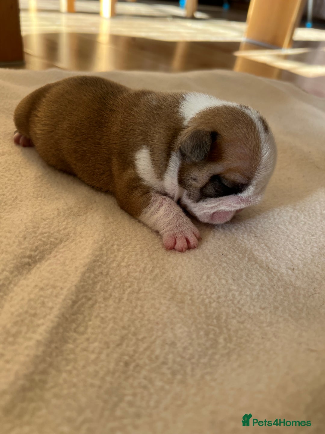 English Bulldog dogs for sale: English bulldogs - Advert 19