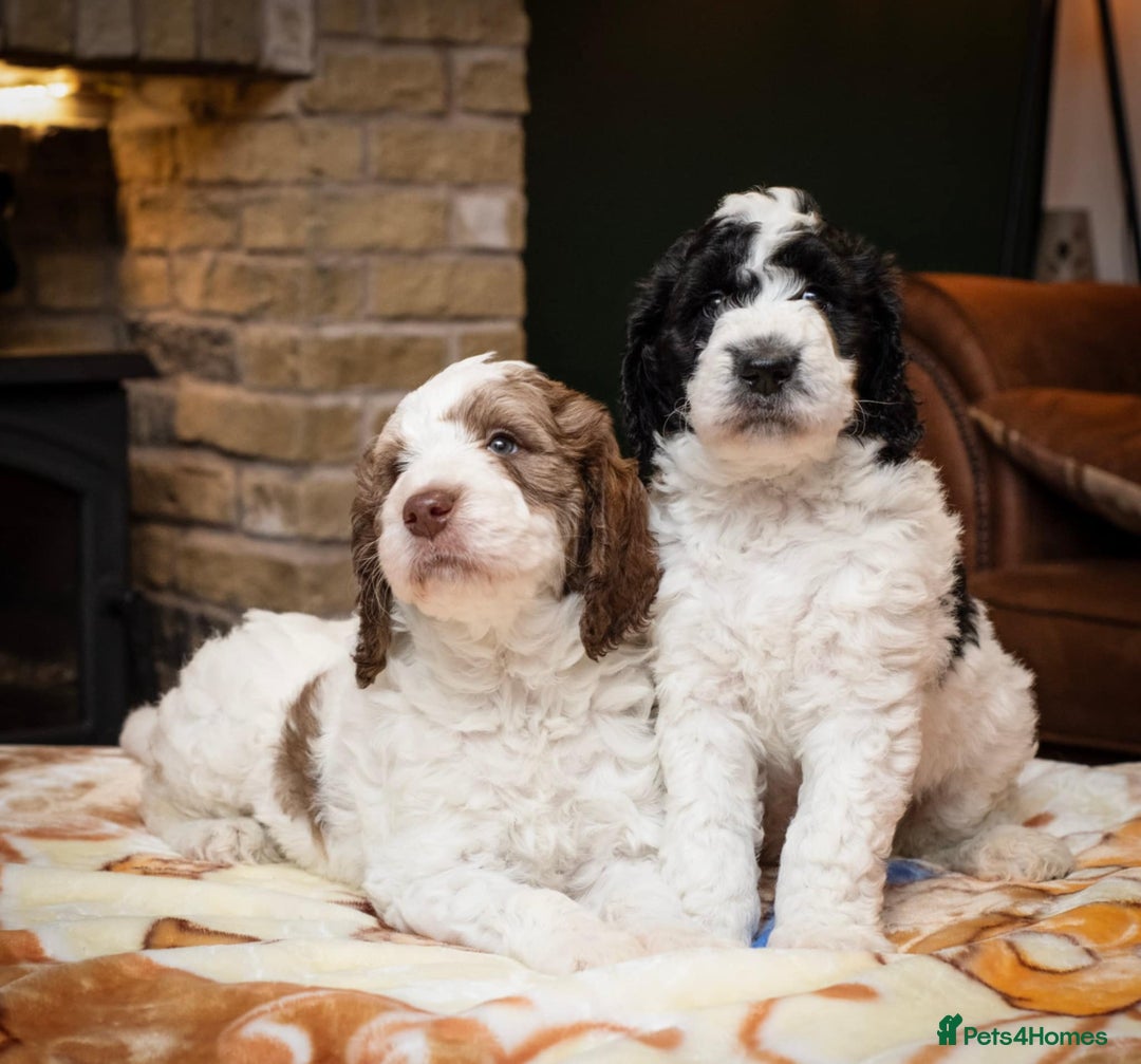 Bernedoodle dogs for sale: F1b Bernedoodle Puppies - Image 2