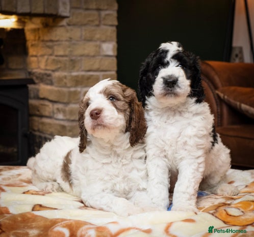 Bernedoodle dogs - Advert 6