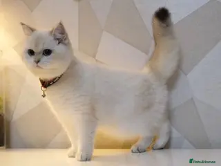 Scottish Fold cats Scottish fold and straight kittens - Advert 4