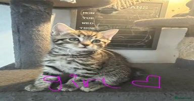 Mixed Breed cats - Advert 2
